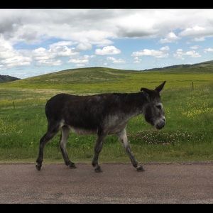 Meet your Posher, Trent